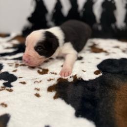 Alex - Black and white male Border Collie puppy in Washburn, Missouri from BS Farms