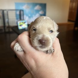 Sierra - Parti female Miniature Schnauzer puppy in Slaughterville, Oklahoma from Priscilla's Miniature Schnauzers