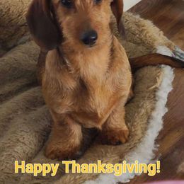 Wednesday - Dachshund