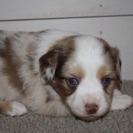 Miniature Australian Shepherds and Toy Australian Shepherds from Burnett Aussies