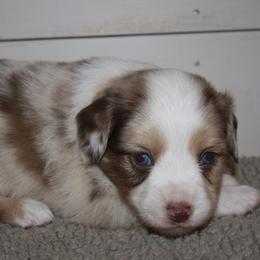 Miniature Australian Shepherds and Toy Australian Shepherds from Burnett Aussies