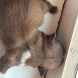 Girl 2 - Red and tan female Shih Tzu puppy in Clifton Springs, New York from Whispering Winds Charmed Hollow