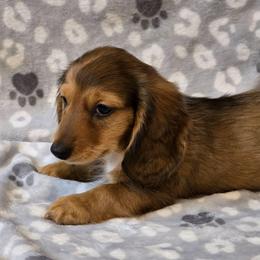 Romeo - Dapple male Dachshund puppy in Tonopah, Arizona from Desert Diamond Dachshunds