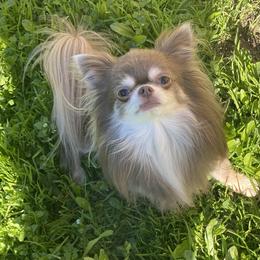 Finley - Chihuahua