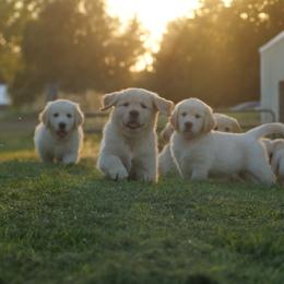 Golden Retrievers from Mae Valley Goldens