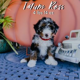 Ross - Blue merle male Bernedoodle puppy in Camden, North Carolina from Fleury Farm Doodles NC