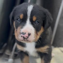 Black boy - Black, white and red male Greater Swiss Mountain Dog puppy in Woodland, Washington from Woodland Swissie’s