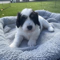 Polish Lowland Sheepdog Puppies from Ponavie PONs
