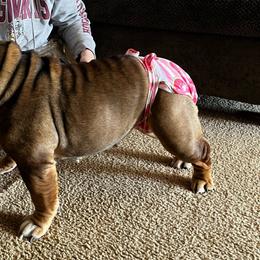 Princess - Bulldog