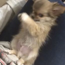 Bulldogs and Chihuahuas from S & T’s Chi’s