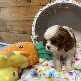 Domnique's Blenheim Girl - Blenheim Cavalier King Charles Spaniel puppy in Loco, Oklahoma from Sweet Heart Cavaliers