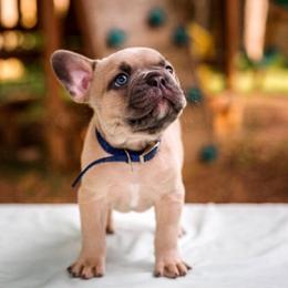 French Bulldog Puppies from Kring French Bulldogs
