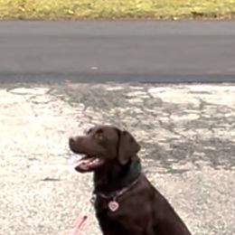 Labrador Retriever Puppies from Rose Gold Retrievers