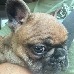 Frankie - Liver male French Bulldog puppy in Goshen, Ohio from Washburns bostons