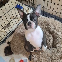 Boy 2 - Black brindle and white male Boston Terrier puppy in Woodville, Florida from Aim High Kennels