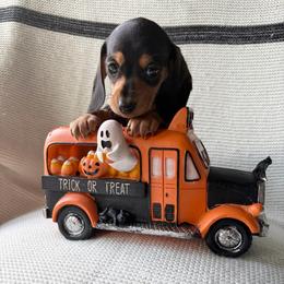 Dulce - Black and cream female Dachshund puppy in Temple, Texas from Brit’s Doxie Crossing