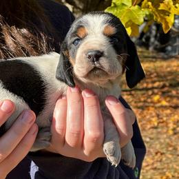 Female 3 - Black brown and white female Basset Hound puppy in Lindley, New York from Hill Top Basset Hounds & Cane Corso