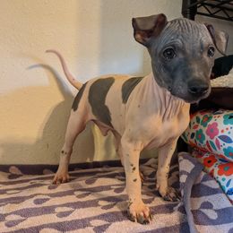 American Hairless Terrier Puppies from Bare Valley