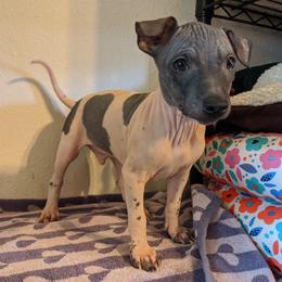 American Hairless Terrier Puppies from Bare Valley