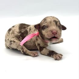Honey - Merle female Goldendoodle puppy in Pulaski, Tennessee from Doodle My Heart