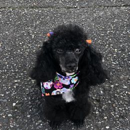 Panda - Poodle