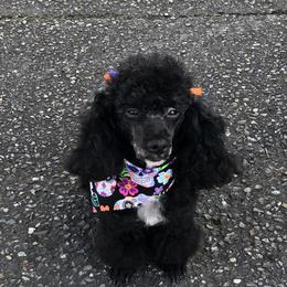 Panda - Poodle