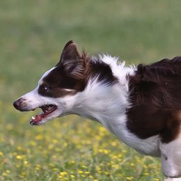 Border Collie All Grown Up from Buck Branch Border Collies