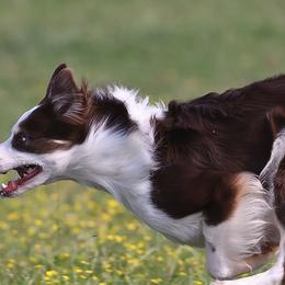 Border Collie All Grown Up from Buck Branch Border Collies