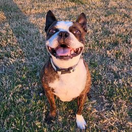 Charlie - Boston Terrier
