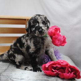 Goldendoodle Puppies from Obsidian Creek Doodles LLC