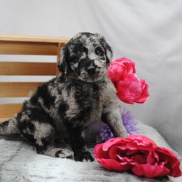 Goldendoodle Puppies from Obsidian Creek Doodles LLC