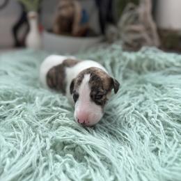 Comet - Fawn brindle male Whippet puppy in Fort Myers, Florida from Rainbow Whippets