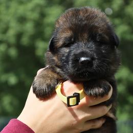 Kade - Sable male German Shepherd puppy in Canton, Texas from WILDWOOD GERMAN SHEPHERDS