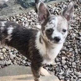 Apollo - Chihuahua