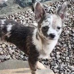 Apollo - Chihuahua