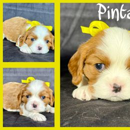 Pinta - Blenheim male Cavalier King Charles Spaniel puppy in De Pere, Wisconsin from Rose Garden Kennels