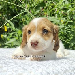 Daphne 1795.00 - Piebald female Dachshund puppy in Ben Wheeler, Texas from Anytime Dachshunds by D.B.