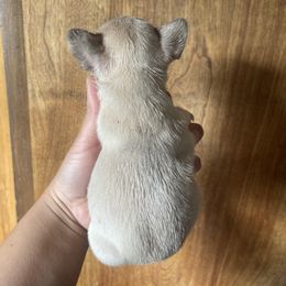 French Bulldog Puppies from Blue Apple Frenchies