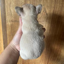 French Bulldog Puppies from Blue Apple Frenchies