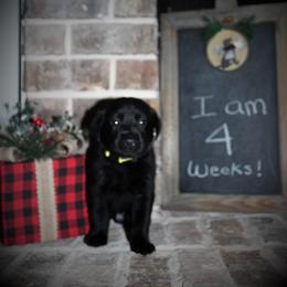 "Faye x Cain Whelped 12/1/20" Labrador Retriever Puppies from Triple L Labs & Co.