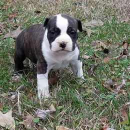 American Staffordshire Terrier and French Bulldog Puppies from Cicero Kennels