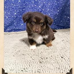 Mini-Aussie Doodle Male 4 - Red male Miniature Australian Shepherd puppy in Pensacola, Florida from TNT MINI AUSSIES