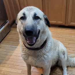 Ava - Anatolian Shepherd Dog