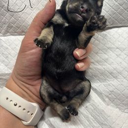 G1 - Black and silver female Miniature Schnauzer puppy in Sugar Land, Texas from Ana's Black & Silver Schnauzers