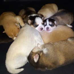 Akita, Pomsky, and Shiba Inu Puppies from Arctic Kennels (Akitas, Shibas & Pomskies)
