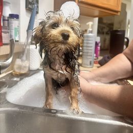 Yorkshire Terrier Puppies from Luna's Treasures