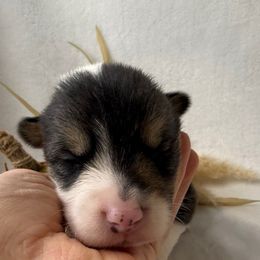 Boy 2 - Black and white male American Corgi puppy in Scottown, Ohio from Wyndy Ridge Corgis