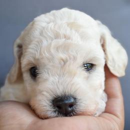 Ivory (AKC) - White female Poodle puppy in Rainbow City, Alabama from Misioh Poodles