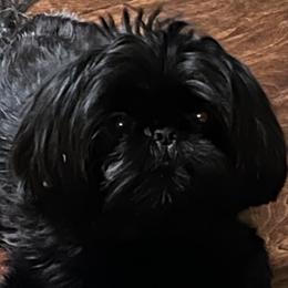 Shih Tzus from Glorious Shih Tzu