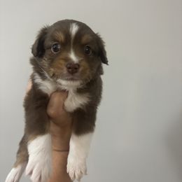 Girl 3 - Red tri female Toy Australian Shepherd puppy in Pelham, Alabama from Tails & Belles Dog Breeding